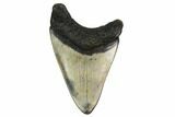 Bargain, Fossil Megalodon Tooth - North Carolina #153011-1